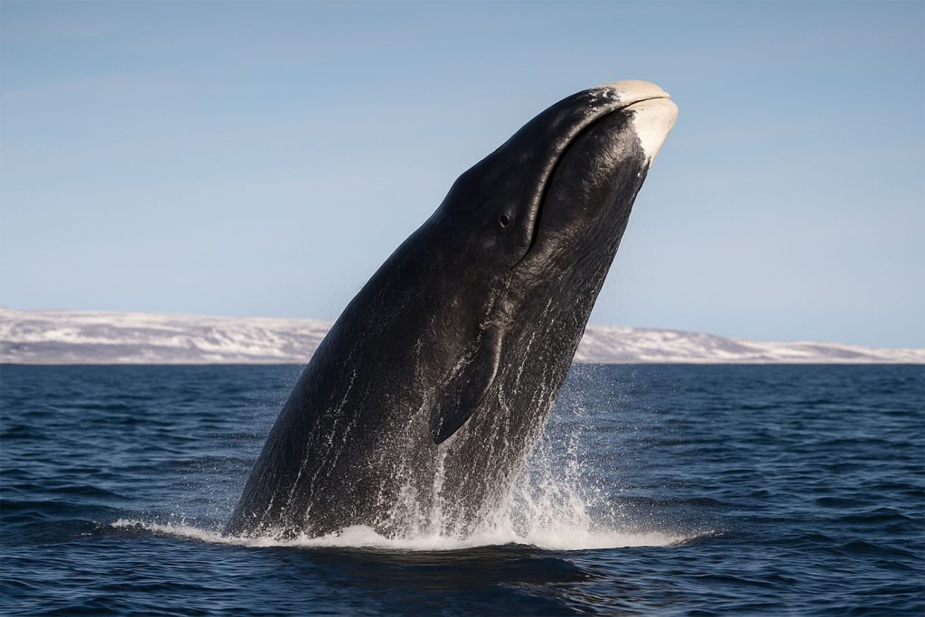 bowhead whale coming out of the ocean