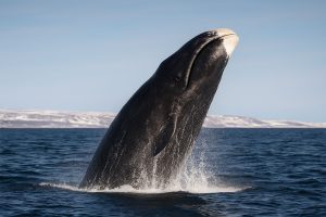 bowhead whale coming out of the ocean